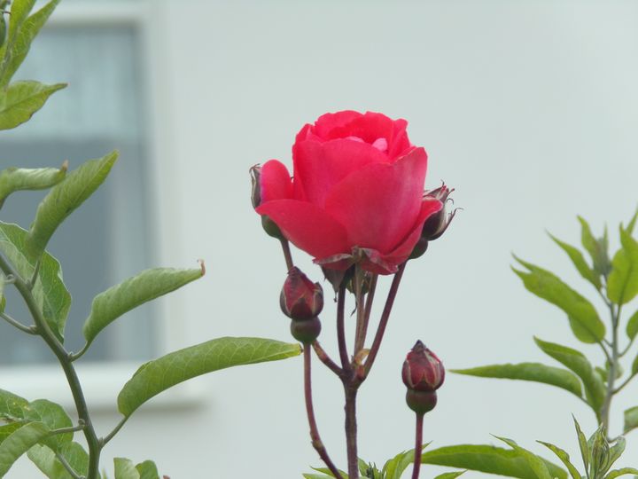 Red Rose - Sujan Lamichhane