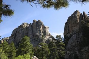Looking Through the Pines