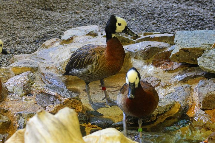 In the Glen - Yankee Dervish - Photography, Animals, Birds, & Fish, Deer -  ArtPal