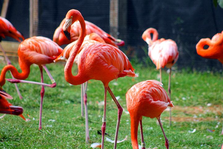 flock Of Flamingos - Yankee Dervish - Photography, Animals, Birds ...