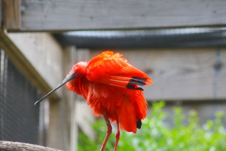 In the Glen - Yankee Dervish - Photography, Animals, Birds, & Fish, Deer -  ArtPal