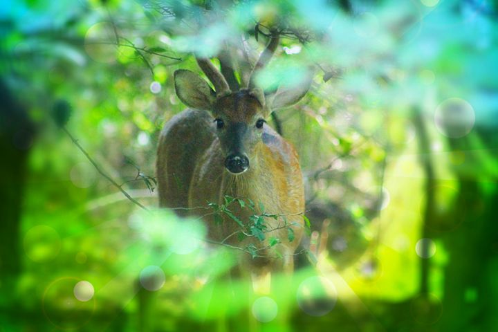 In the Glen - Yankee Dervish - Photography, Animals, Birds, & Fish, Deer -  ArtPal