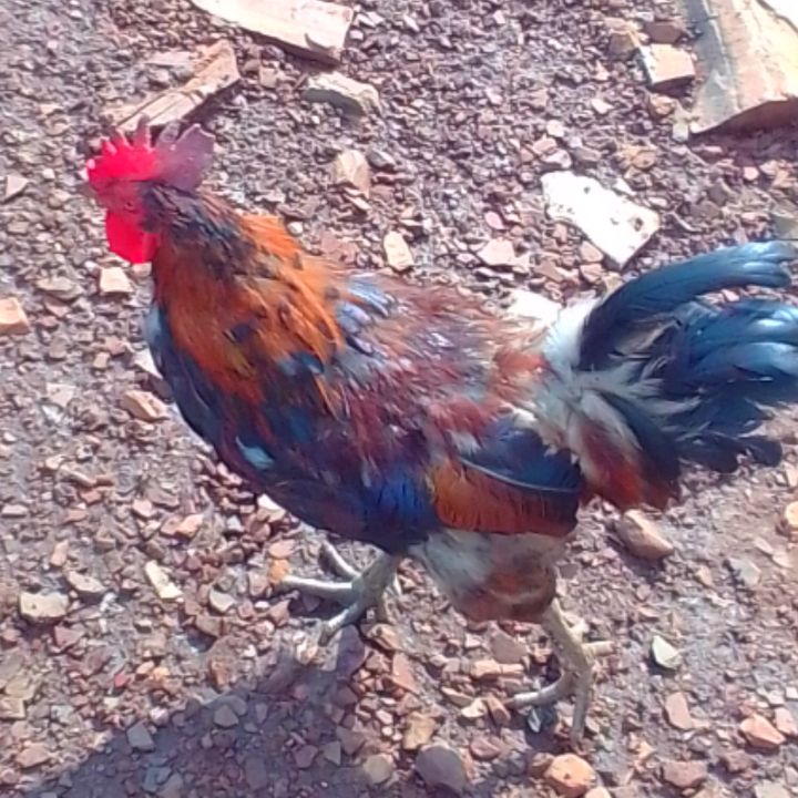 African chicken - Sol artworks - Photography, Ethnic, Cultural ...