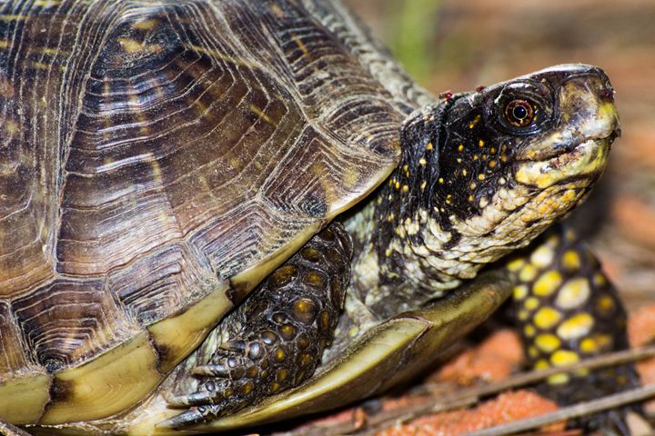 Turtle - Leader Photography - Photography, Animals, Birds, & Fish ...