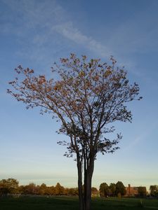 Shades of a Tree