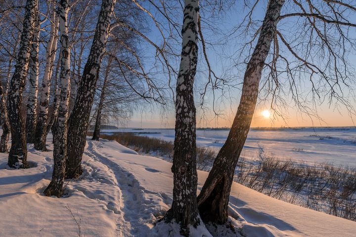 Birch trees and sunset - Dobrydnev
