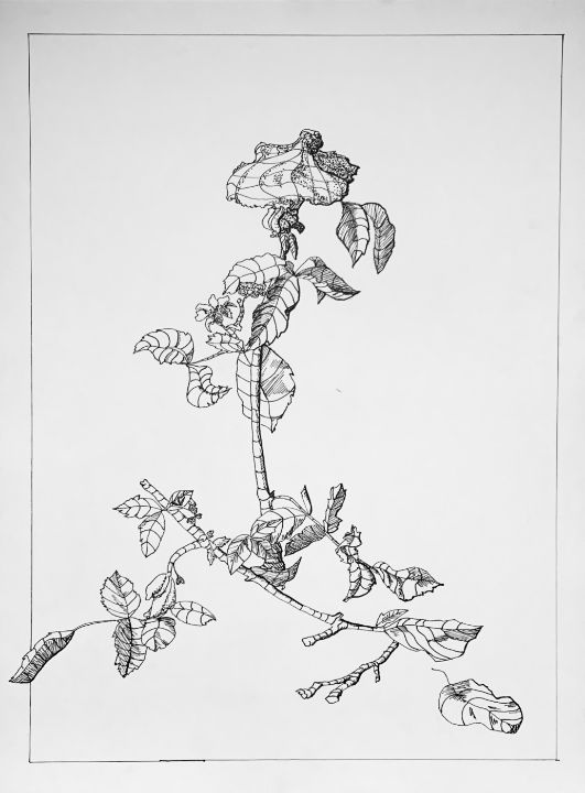 dead rose flower drawing