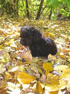 Toby in Fall leaves