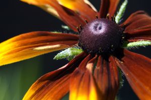 Close-up Orange Flower
