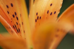 Orange Close-Up Flower