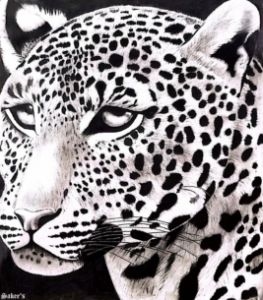 Leopard Sketch
