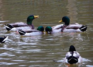 Ducks at the Pond