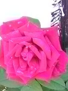 Natural rose garden