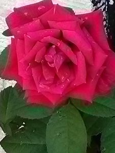 Red natural rose