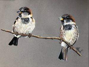 the brothers( sparrows)