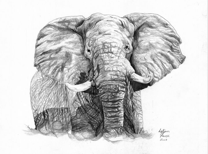 A Pencil Drawing Of An Elephant In Dark Gray, Showcasing Highly Detailed  Illustrations In The Style Of Ink Wash Painting. The Frontal Perspective  Captures The Realistic Hyper-detailed Portrait Of The Elephant, While