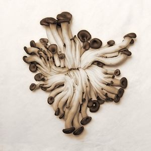 Baby Oyster Mushroom
