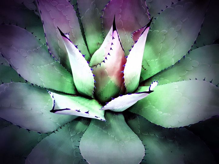 Cactus plant - Rene art