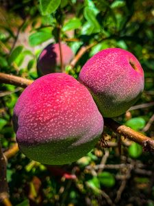 Wild Summer Fruit