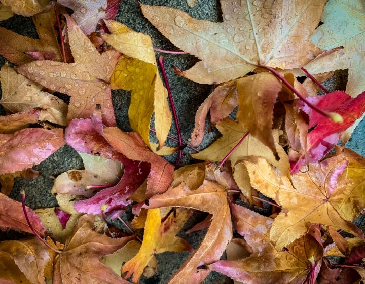Fall Colors - Illustrator01