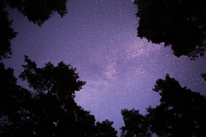 The night sky in the forest - Anton Popov