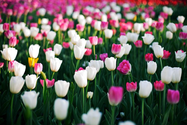 Blooming tulips - Anton Popov