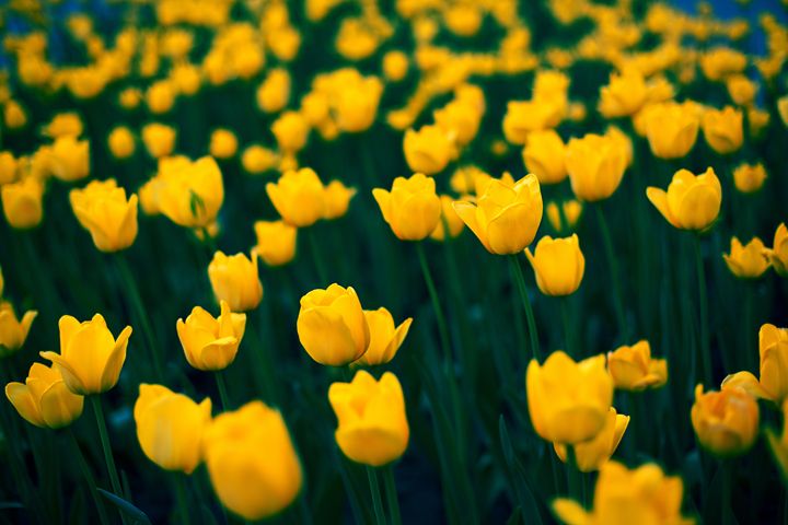 Blooming tulips 2 - Anton Popov