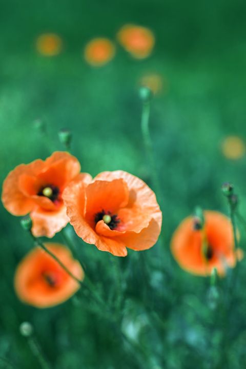 The Poppy flowers close-up - Anton Popov