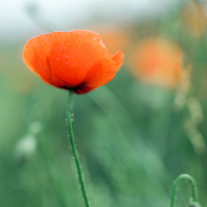 Blooming poppy - Anton Popov