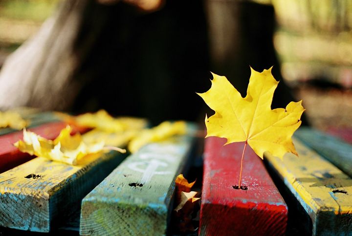 Maple Leaf - Anton Popov