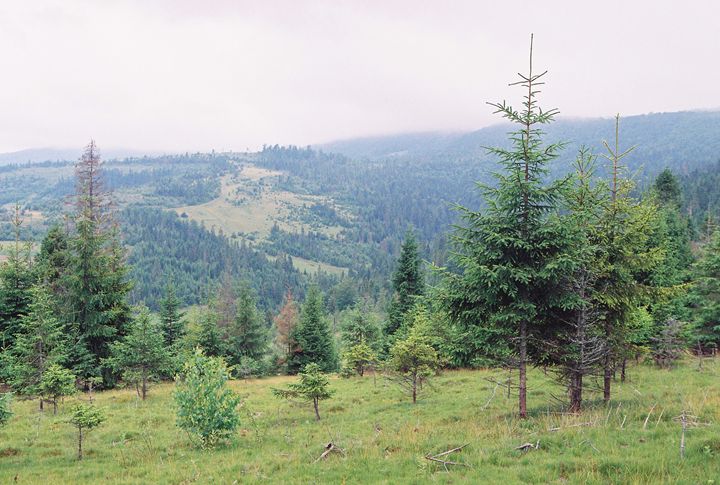 Landscape with firs - Anton Popov