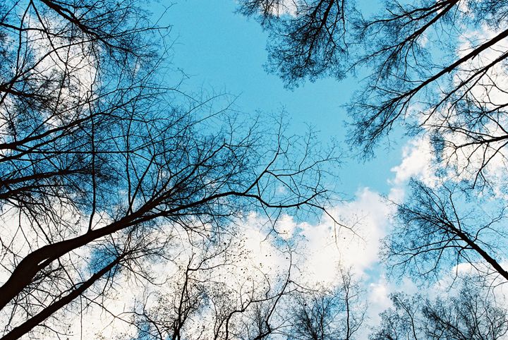 Trees dressed in clouds - Anton Popov