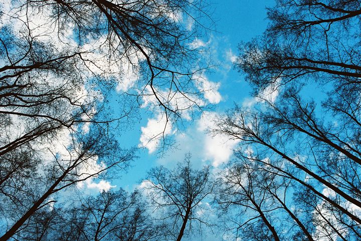 Trees dressed in clouds 2 - Anton Popov
