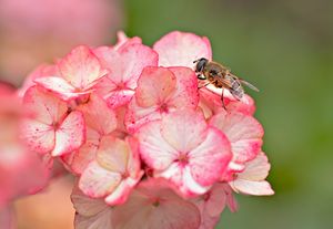 Blossoms - Photography