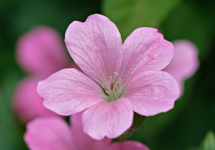 Hardy Geranium Blossoms Photography Flowers Plants And Trees