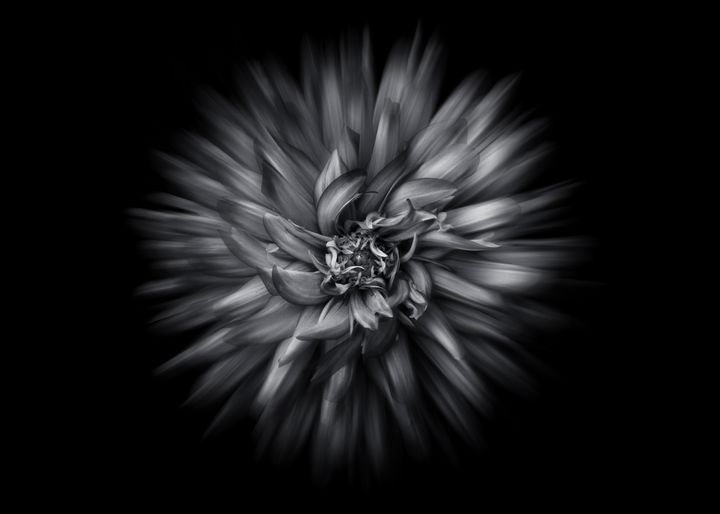 Black And White Flowers 20 Flow - The Learning Curve Photography
