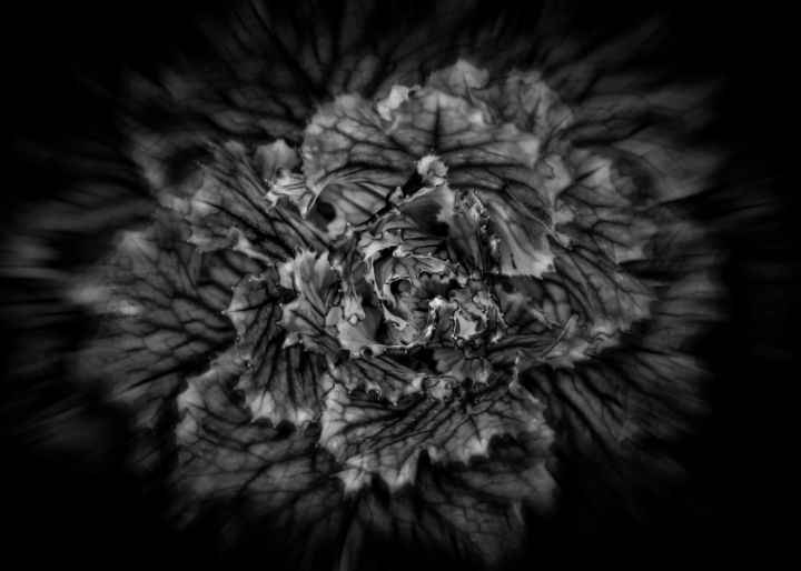 Black And White Flowers 42 Flow - The Learning Curve Photography ...