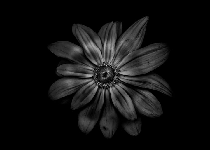 Black And White Flowers 34 - The Learning Curve Photography