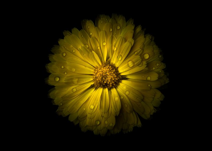Flowers 10 Color Version The Learning Curve Photography