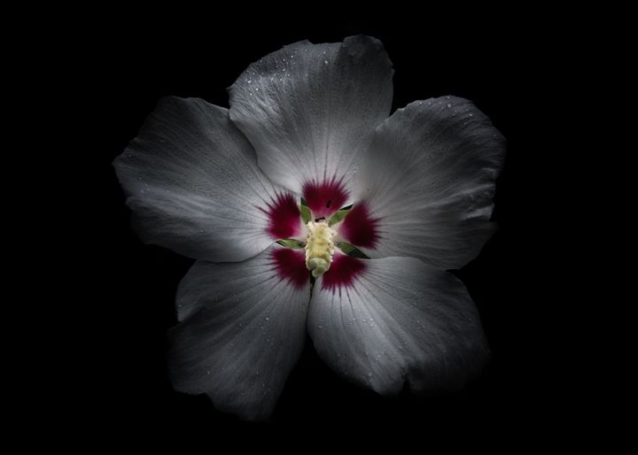 Flowers 76 Color Version The Learning Curve Photography