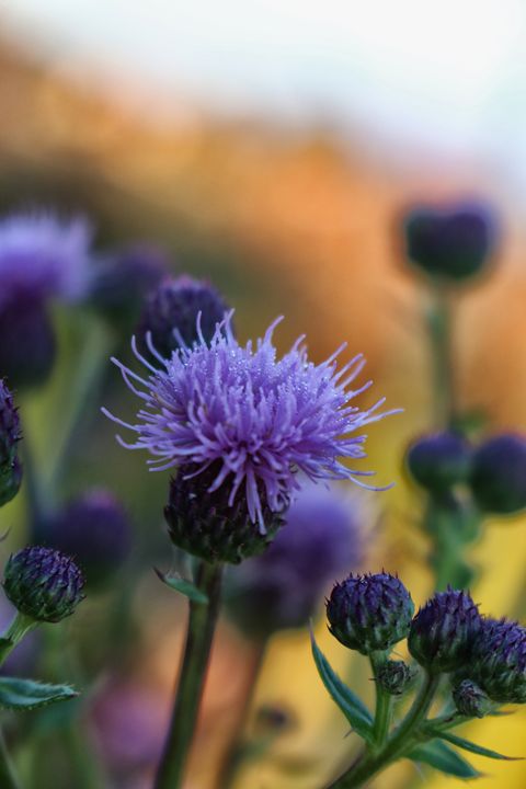 Purple Flower - Ivan's Photography