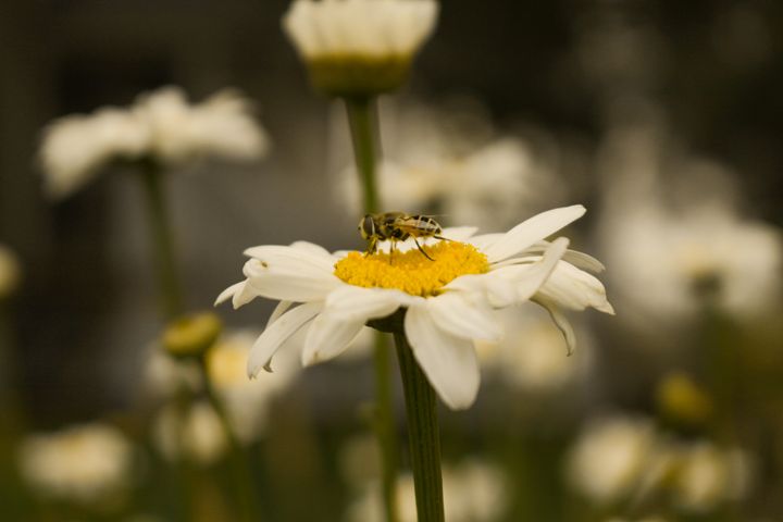 Bee On The Daisy - Ivan's Photography