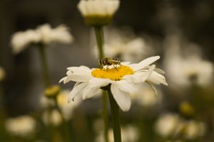 Bee On The Daisy