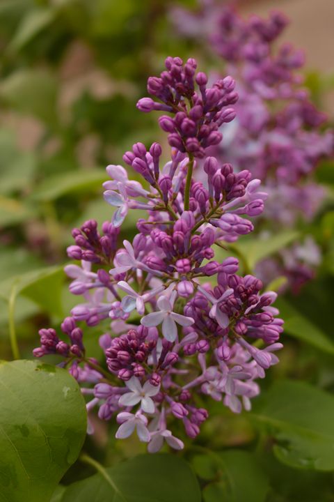 Lovely Lilac - Ivan's Photography