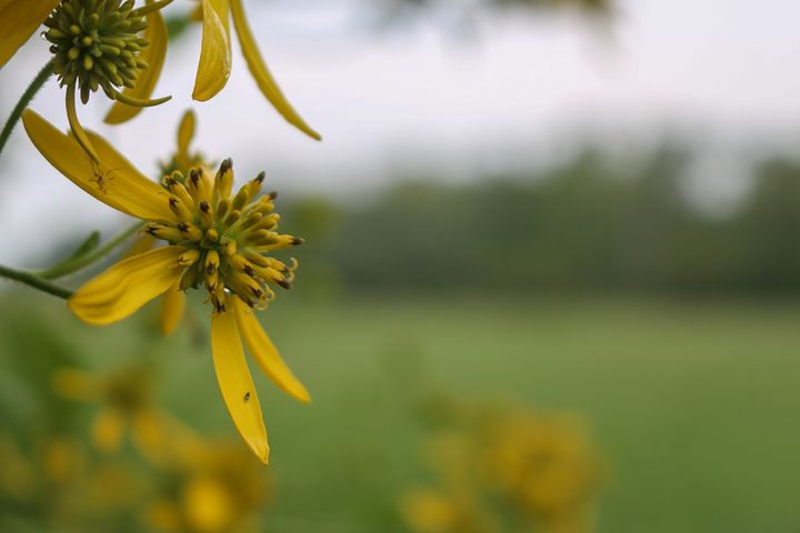 Flower In Pasture - Ivan's Photography