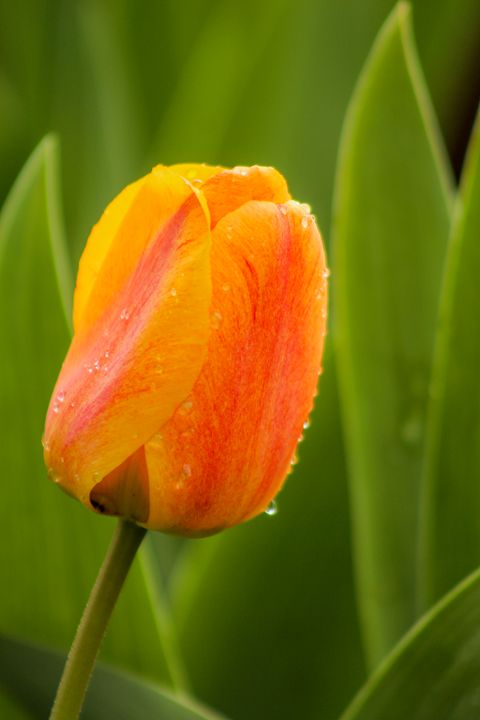 Tulip And Dew - Ivan's Photography