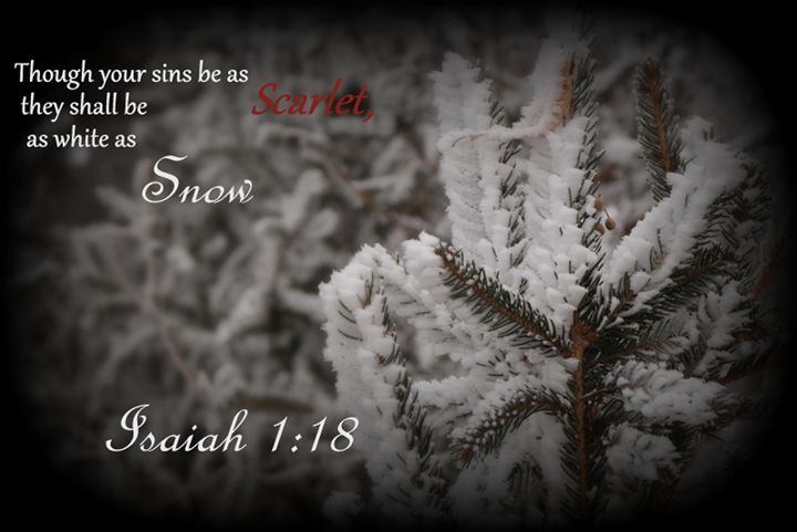 Snow On Pine - Ivan's Photography