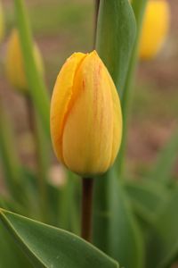 Yellow Tulip On Green