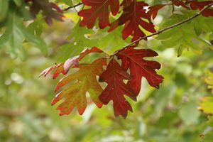 Red Oak Leaves In Fall