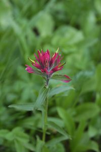 Wildflower